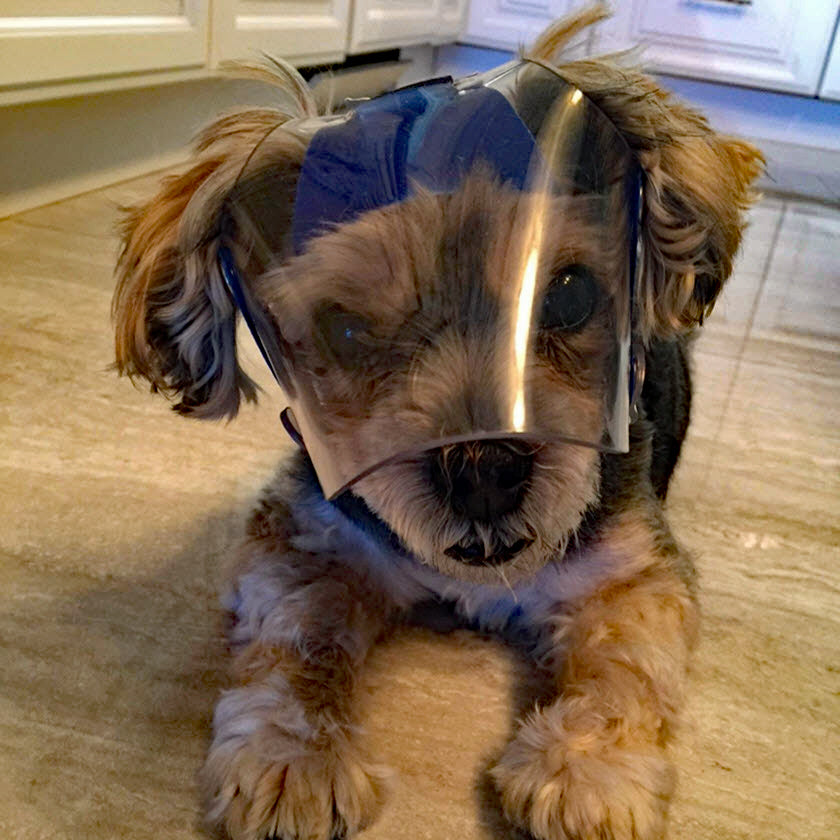 OptiVizor Medical and Preventative UV Eye Protection for Dogs and Cats