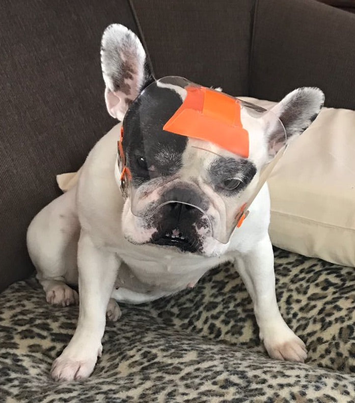 Short Snout Dog using Regular Snout OptiVizor