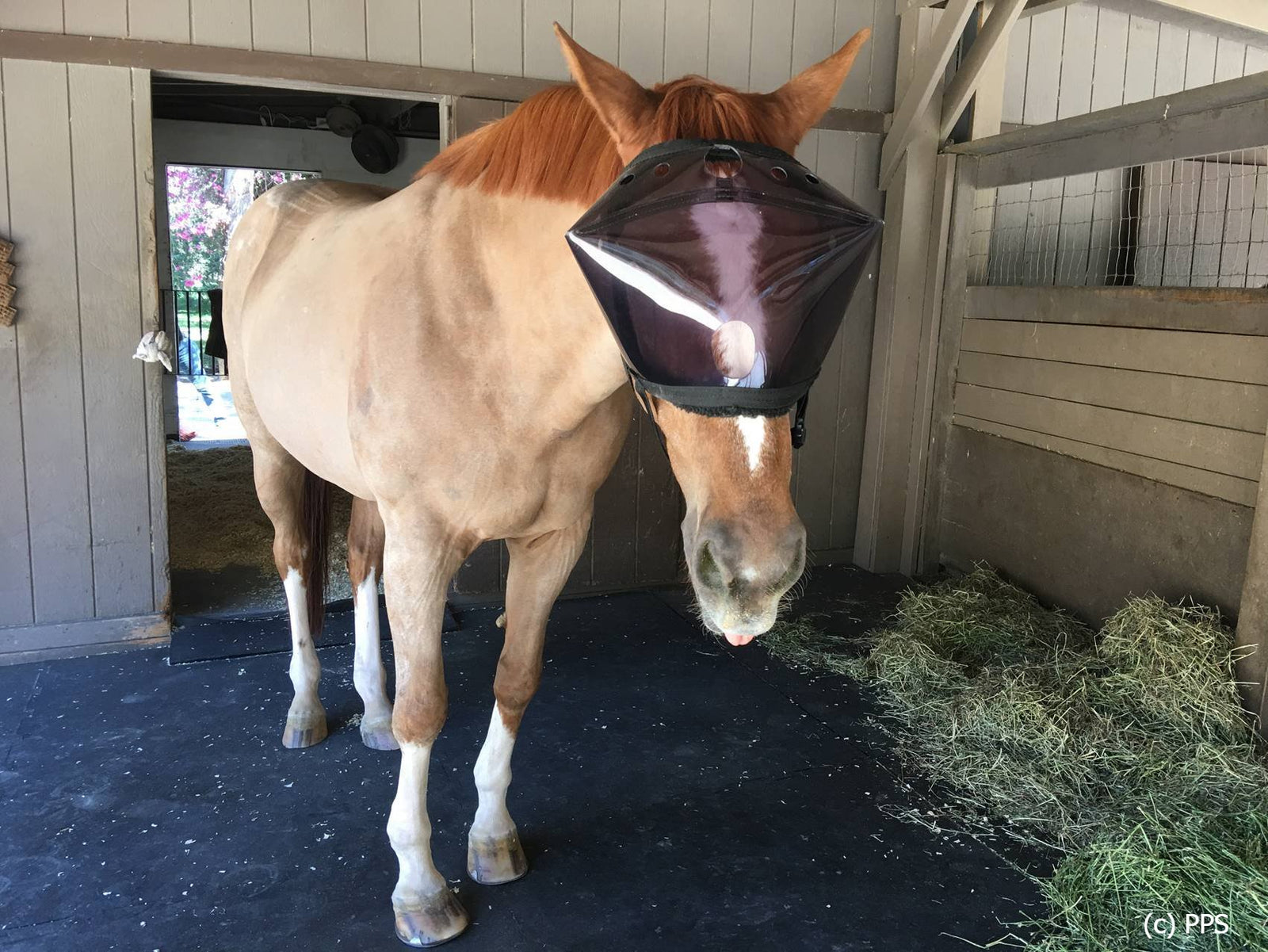 Recovery Vizor  - Medical UV Eye Protection for Horses - Protective Pet Solutions