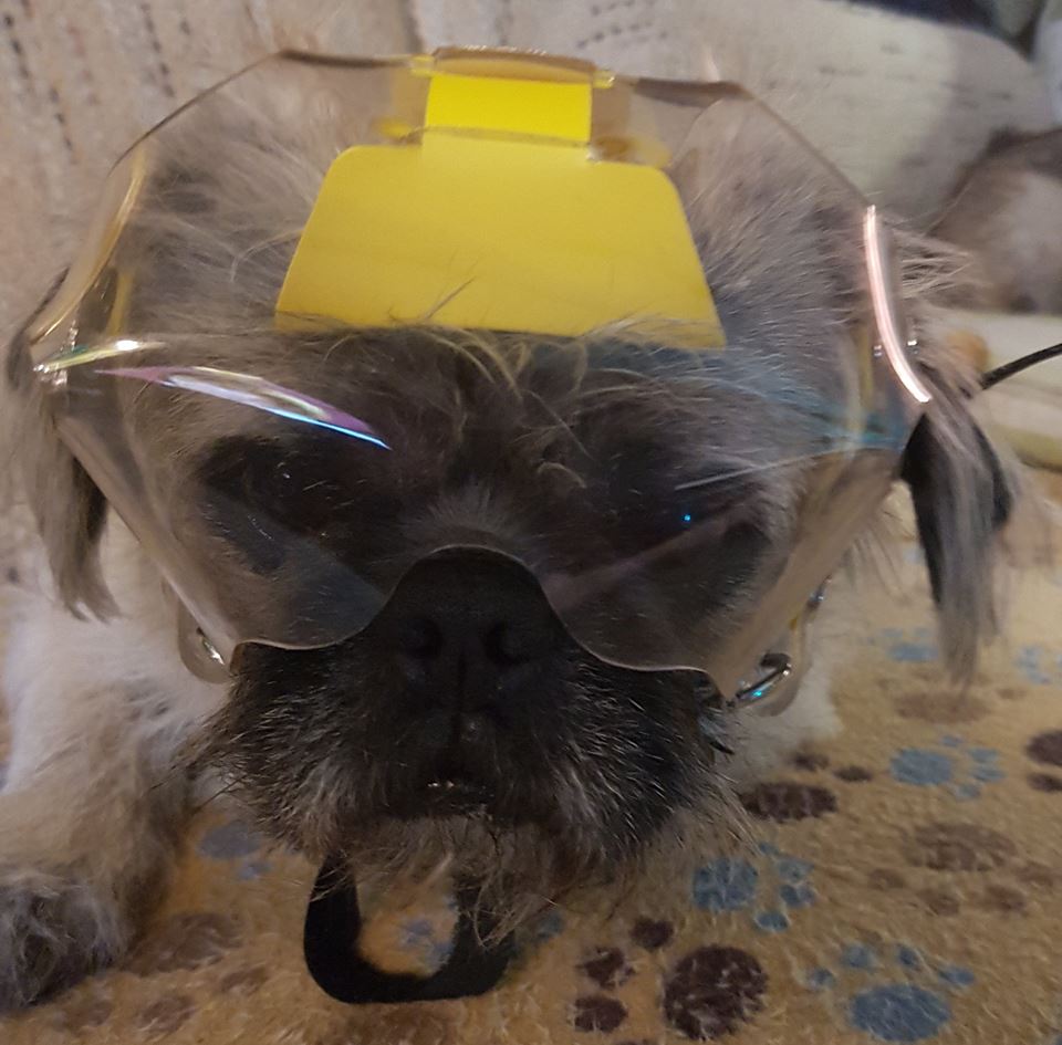 OptiVizor - Toy Short Shout - Clear UV Tint