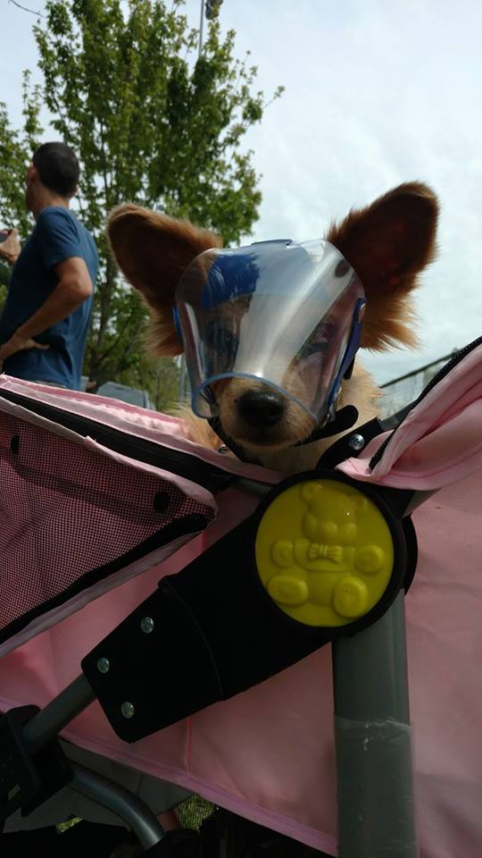 OptiVizor - Protective Pet Solutions