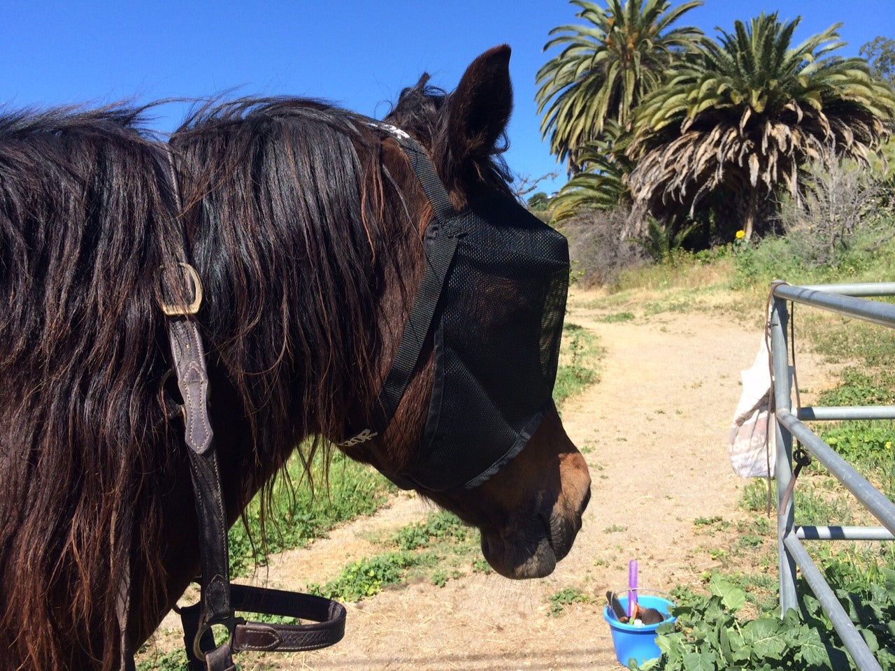 EquiVizor Fly Mask - Protective Pet Solutions