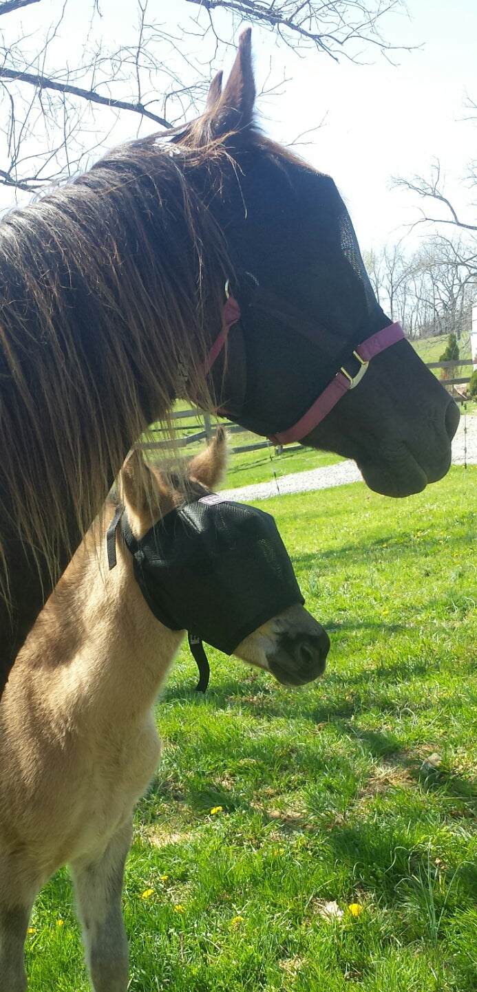 Horses in EquiVizor Fly Mask - Protective Pet Solutions