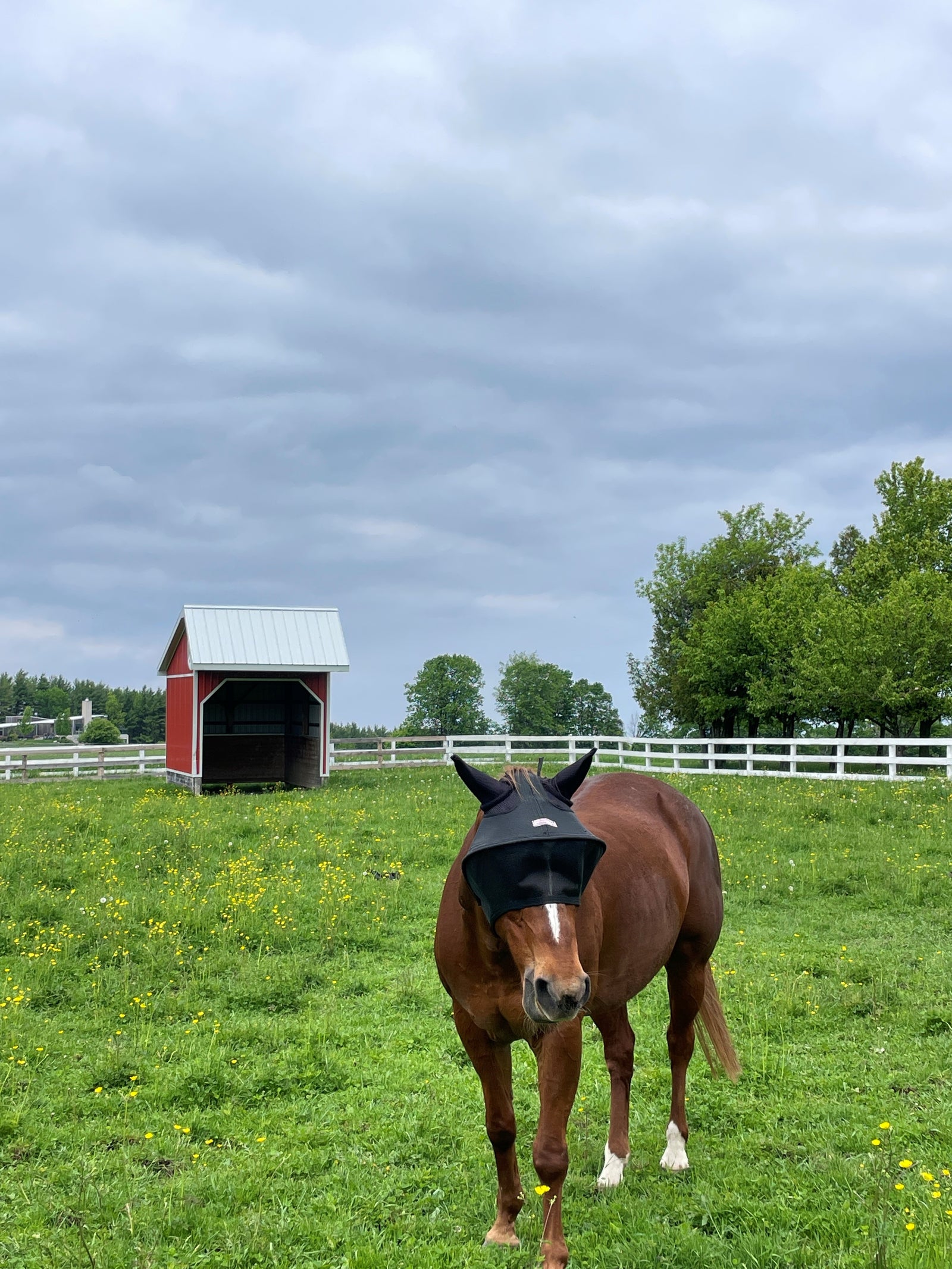 Solar Vizor Fly Mask - With Ear Protection - NEW STYLE