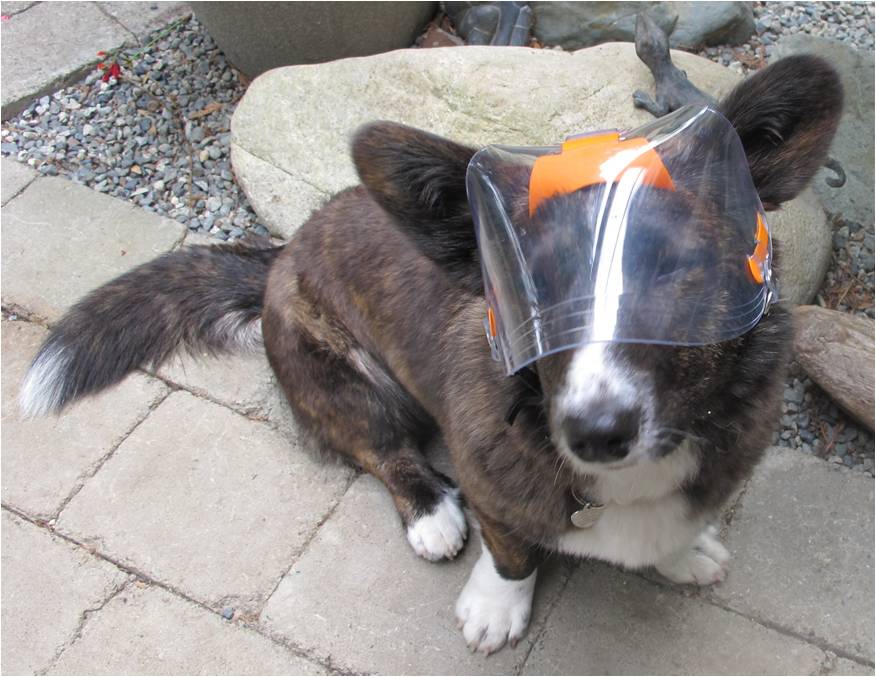 OptiVizor - Medical UV eye protection for corgis 