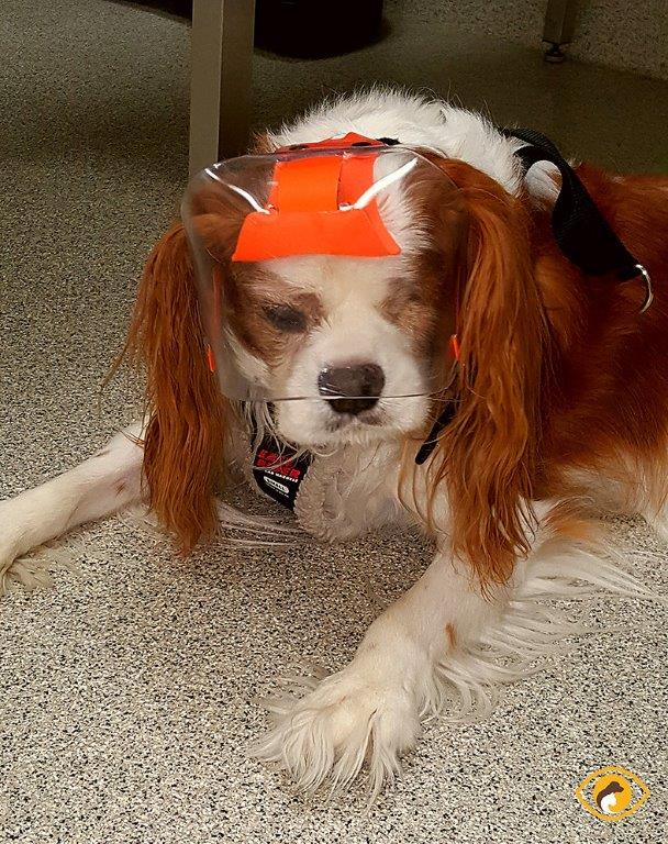 OptiVizor - UV Medical Eye Protection for St. Charles Cavalier dogs