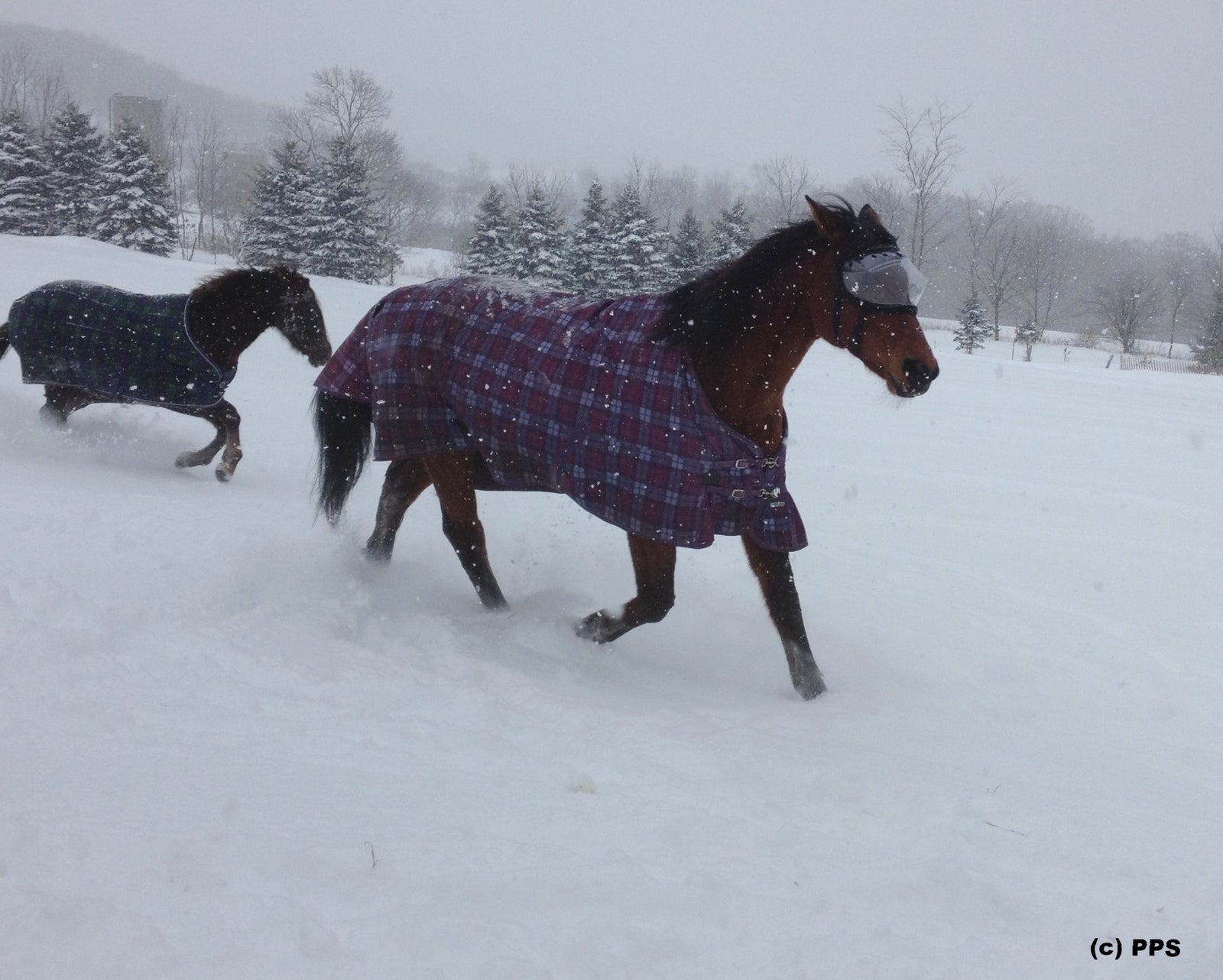 Recovery Vizor  - Medical UV Eye Protection for Horses - Protective Pet Solutions