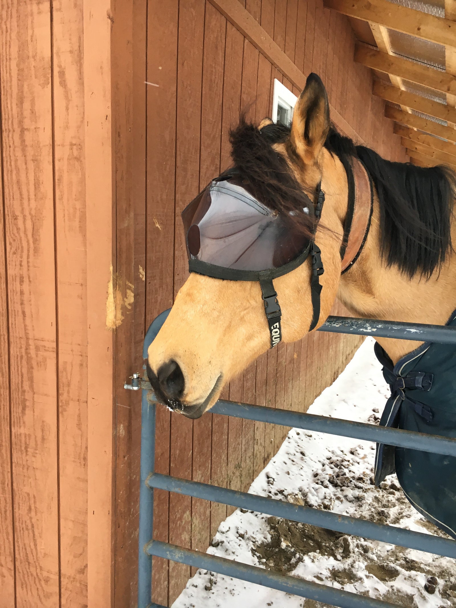 Recovery Vizor  - Medical UV Eye Protection for Horses - Protective Pet Solutions