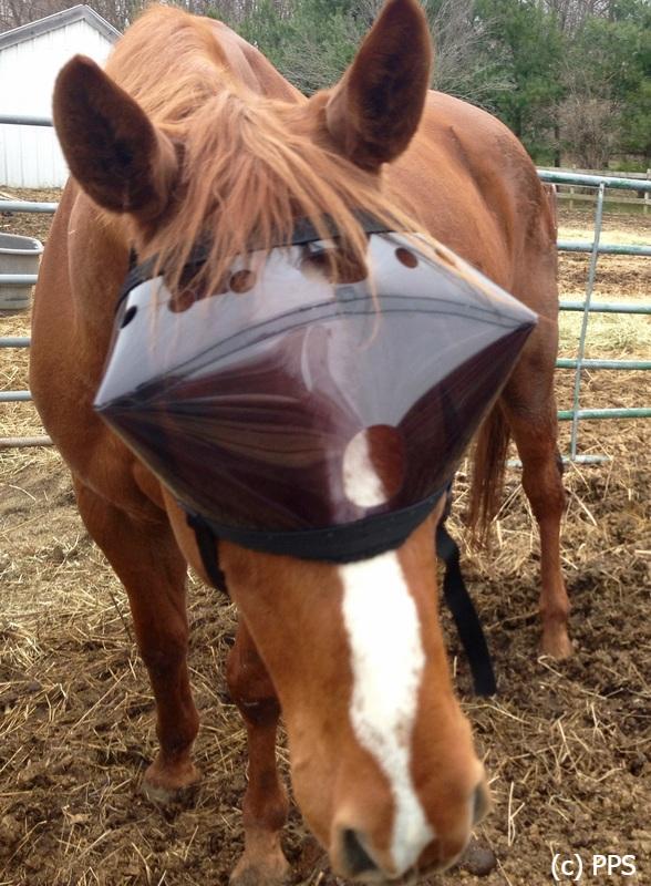 Recovery Vizor  - Medical UV Eye Protection for Horses - Protective Pet Solutions