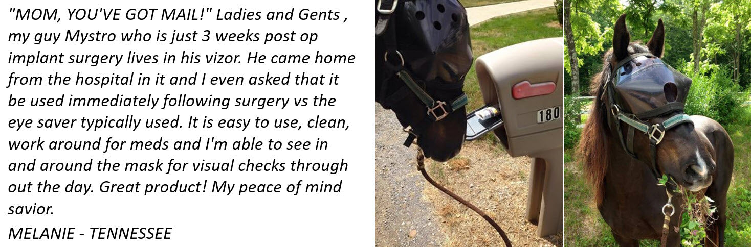 Recovery Vizor for Horses Testimonial - Protective Pet Solutions