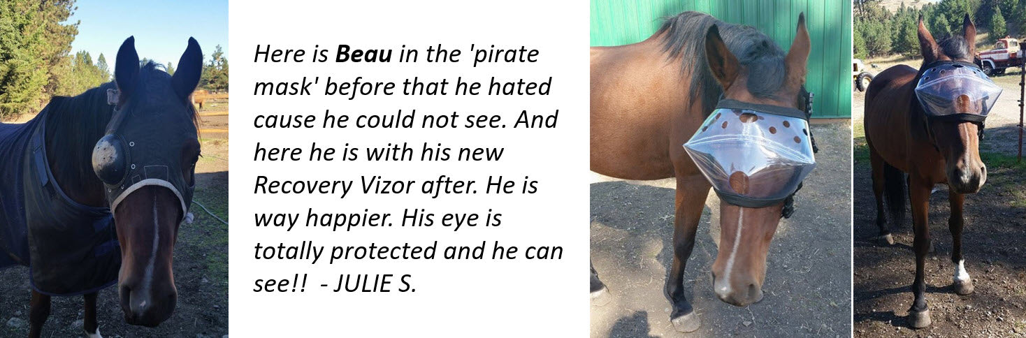 Recovery Vizor Testimonial - Superior alternative to the Eye Saver - Protective Pet Solutions