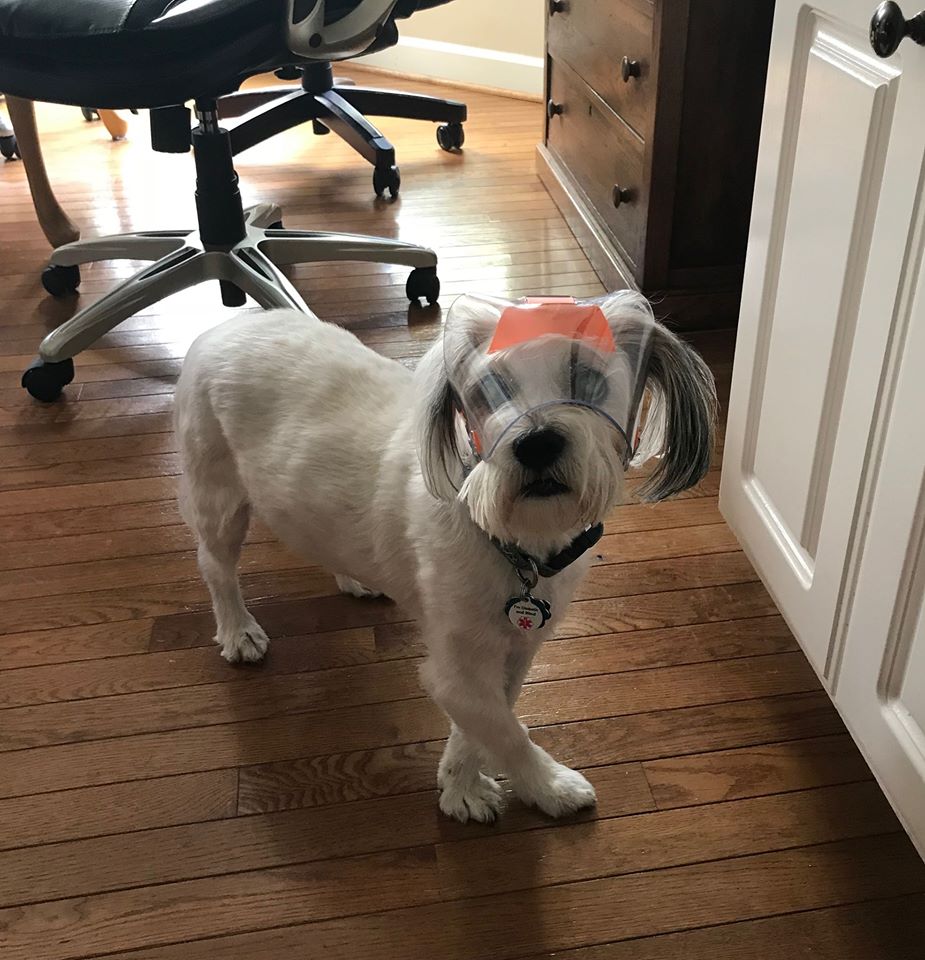 Small OptiVizor - Protective Pet Solutions