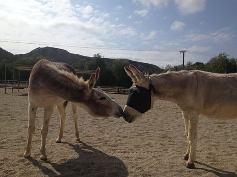 Gentle Barn and EquiVizor Fly Mask - Protective Pet Solutions