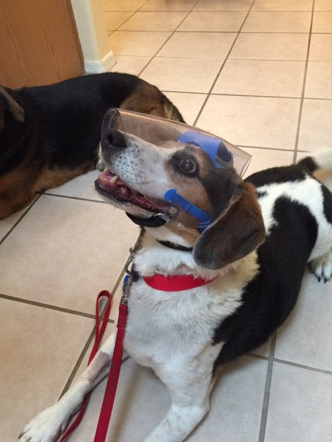 Small Medium Regular Snout OptiVizor