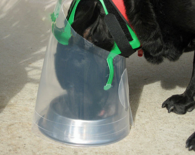 dog easily eating in the NovaGuard Recovery Collar