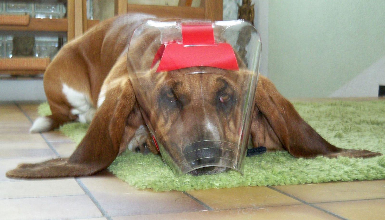 Basset Hound Medical UV Eye and face protection - OptiVizor