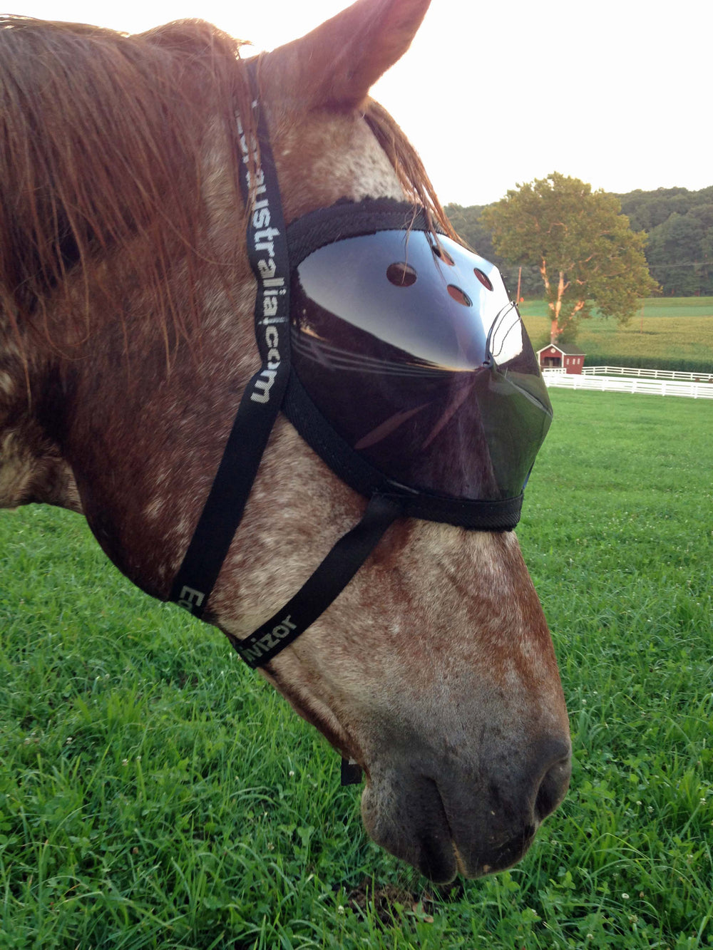 Recovery Vizor Medical UV Eye Protection for Horses