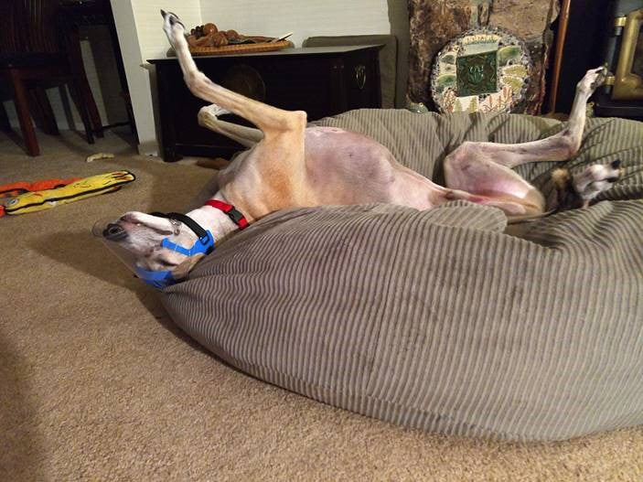 Small Medium Long Snout Optivizor -Protective Pet Solutions