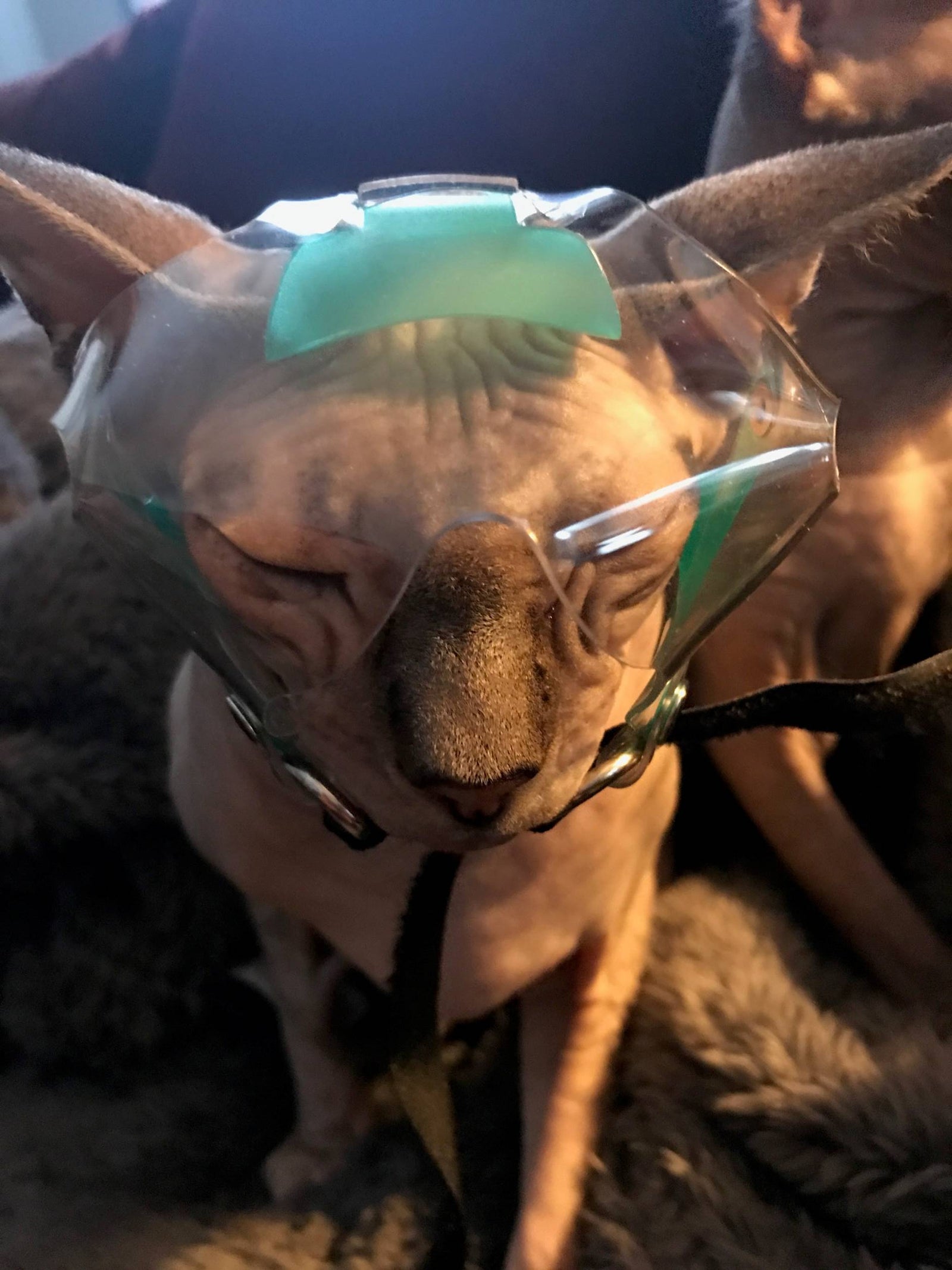 Cat in Tiny OptiVizor