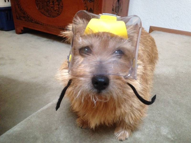 OptiVizor - Toy Clear UV