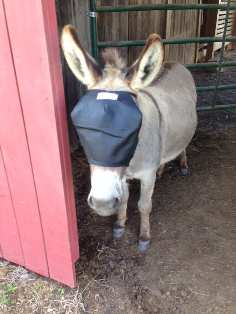 Mini Donkey in EquiVizor Fly Mask - Protective Pet Solutions