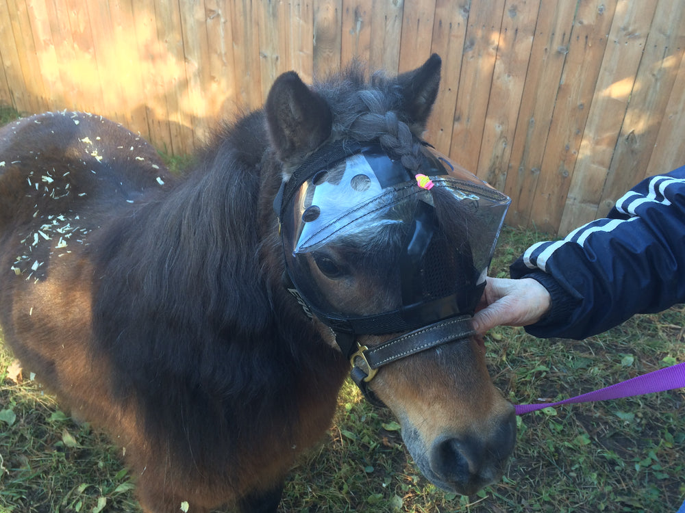 Mini Horse in Recovery Vizor Eye Protection
