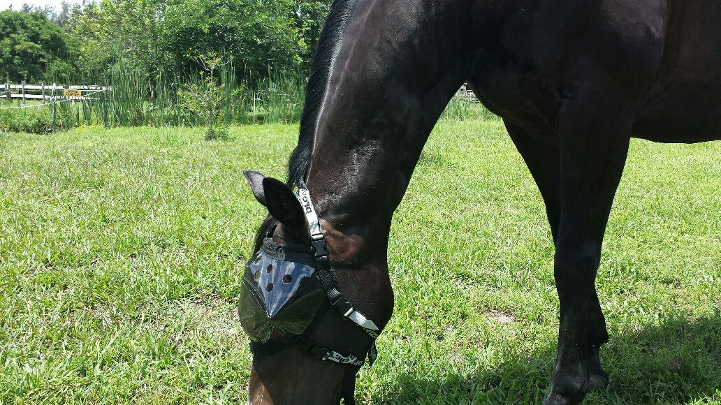 Recovery Vizor  - Medical UV Eye Protection for Horses - Protective Pet Solutions