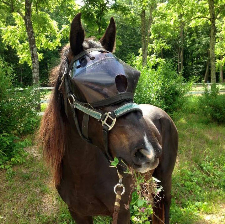 Recovery Vizor  - Medical UV Eye Protection for Horses - Protective Pet Solutions