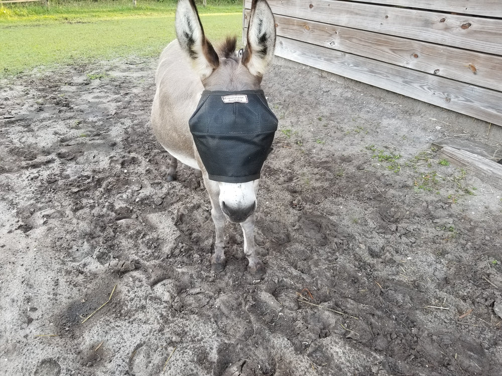 Mini Donkey in EquiVizor Fly Mask - Protective Pet Solutions