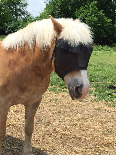 Horse in EquiVizor Fly Mask - Protective Pet Solutions