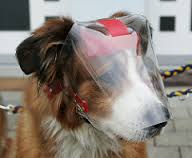 Diane wearing OptiVizor UV Eye and Face Protection for Dogs