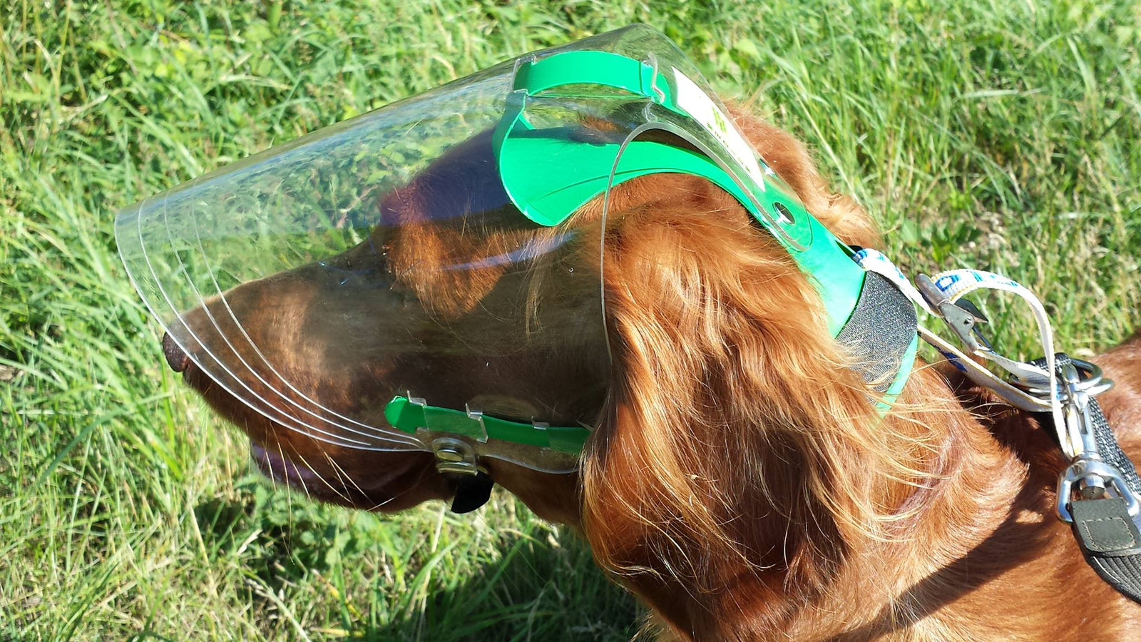 OptiVizor Eye Protection for Dogs