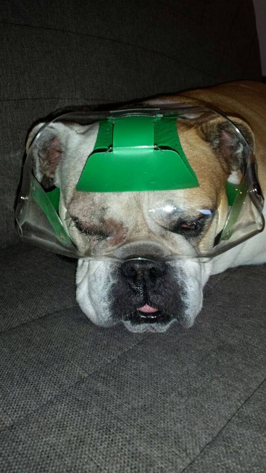 OptiVizor UV Eye Protection for Bull Dogs