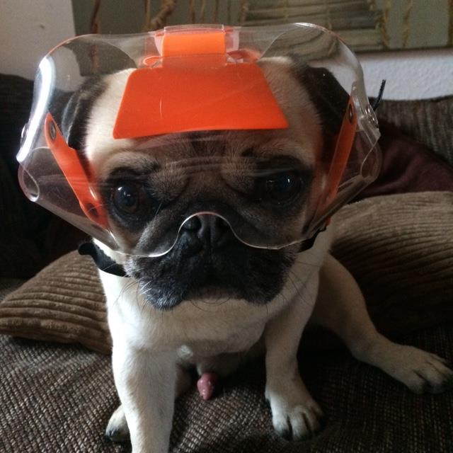 OptiVizor - UV Eye Protection For Pugs