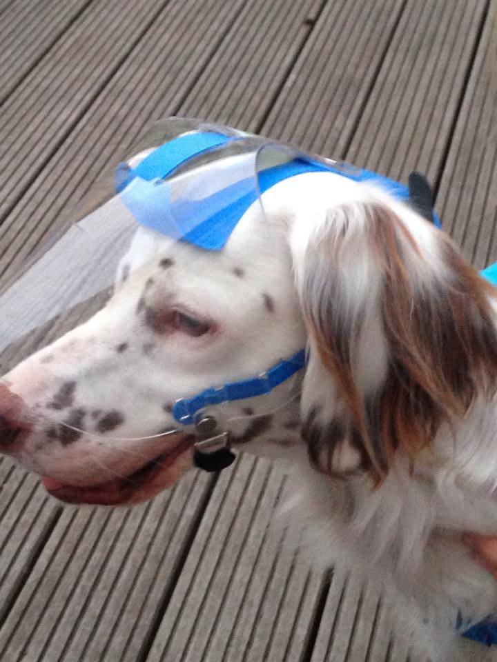 OptiVizor Eye Protection for Dogs