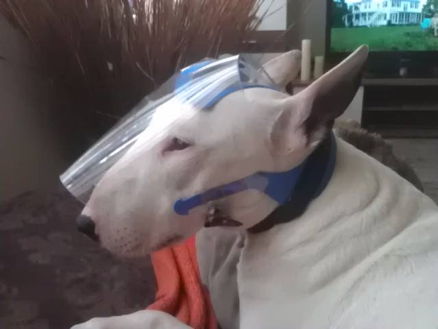 OptiVizor - UV Eye and Face protection for Pit Bulls