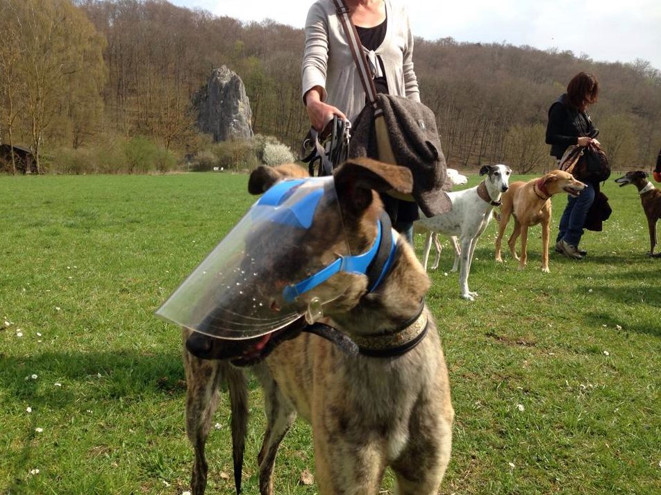OptiVizor UV Eye Protection for Whippets and Greyhounds