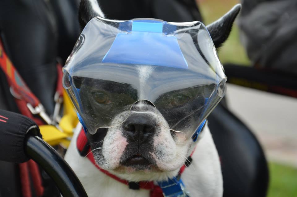 OptiVizor - UV eye and face protection for Boston Terriers