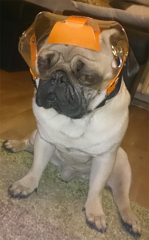 OptiVizor - UV Eye Protection for Pugs and Blind Dogs