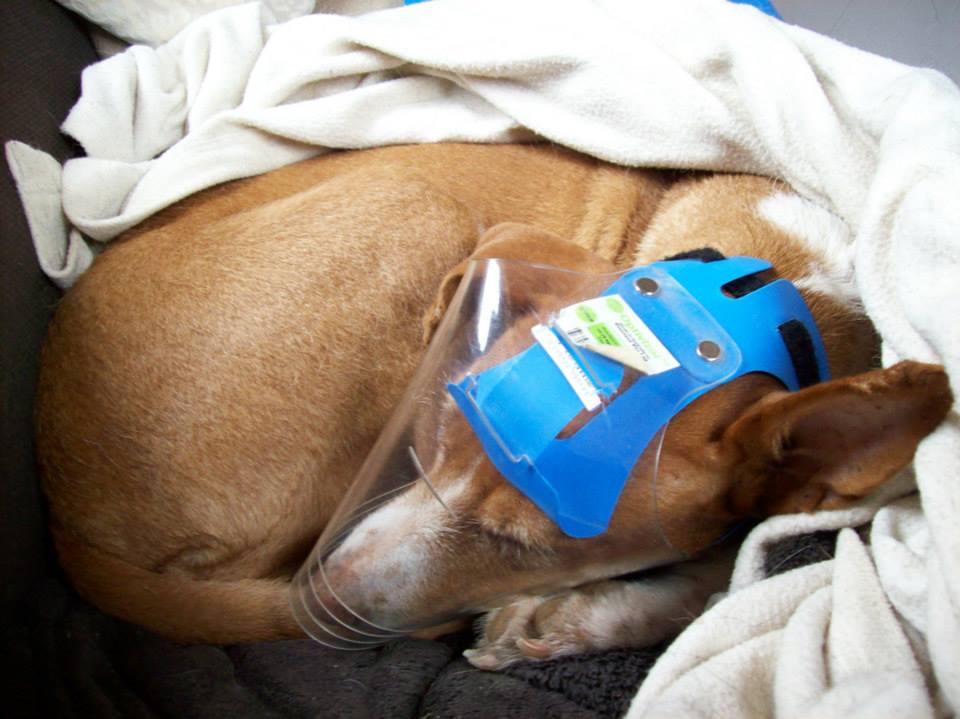 optivizor - uv eye and face protection for dogs