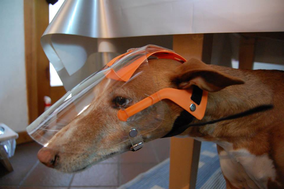 optivizor - uv eye and face protection for greyhounds and whippets
