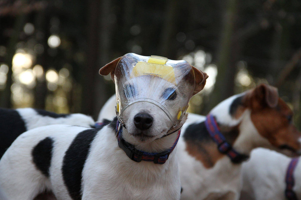 OptiVizor - Eye and Face Protection for Blind Dogs