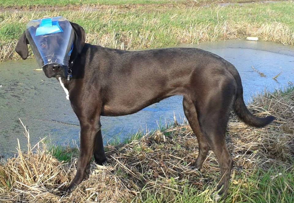 OptiVizor - UV Eye Protection for Working Dogs