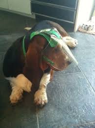 OptiVizor UV Eye Protection for Basset Hounds