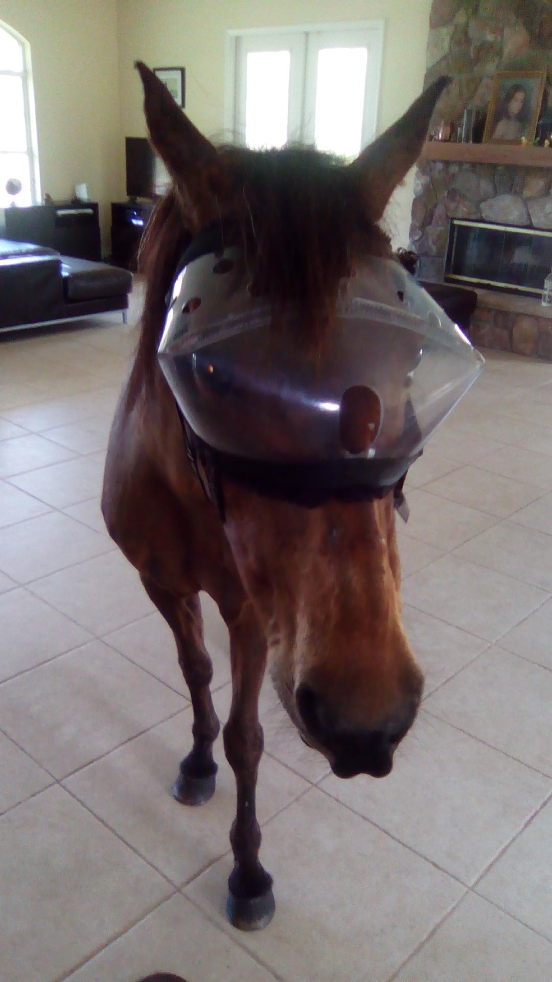 Recovery Vizor  - Medical UV Eye Protection for Horses - Protective Pet Solutions