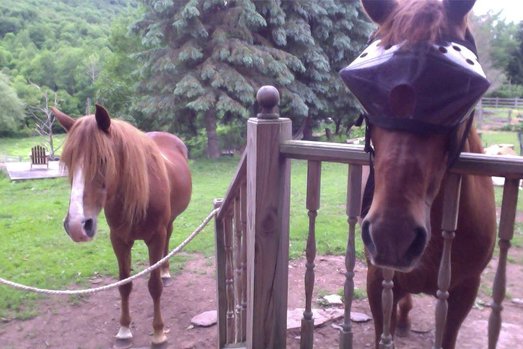 Recovery Vizor  - Medical UV Eye Protection for Horses - Protective Pet Solutions