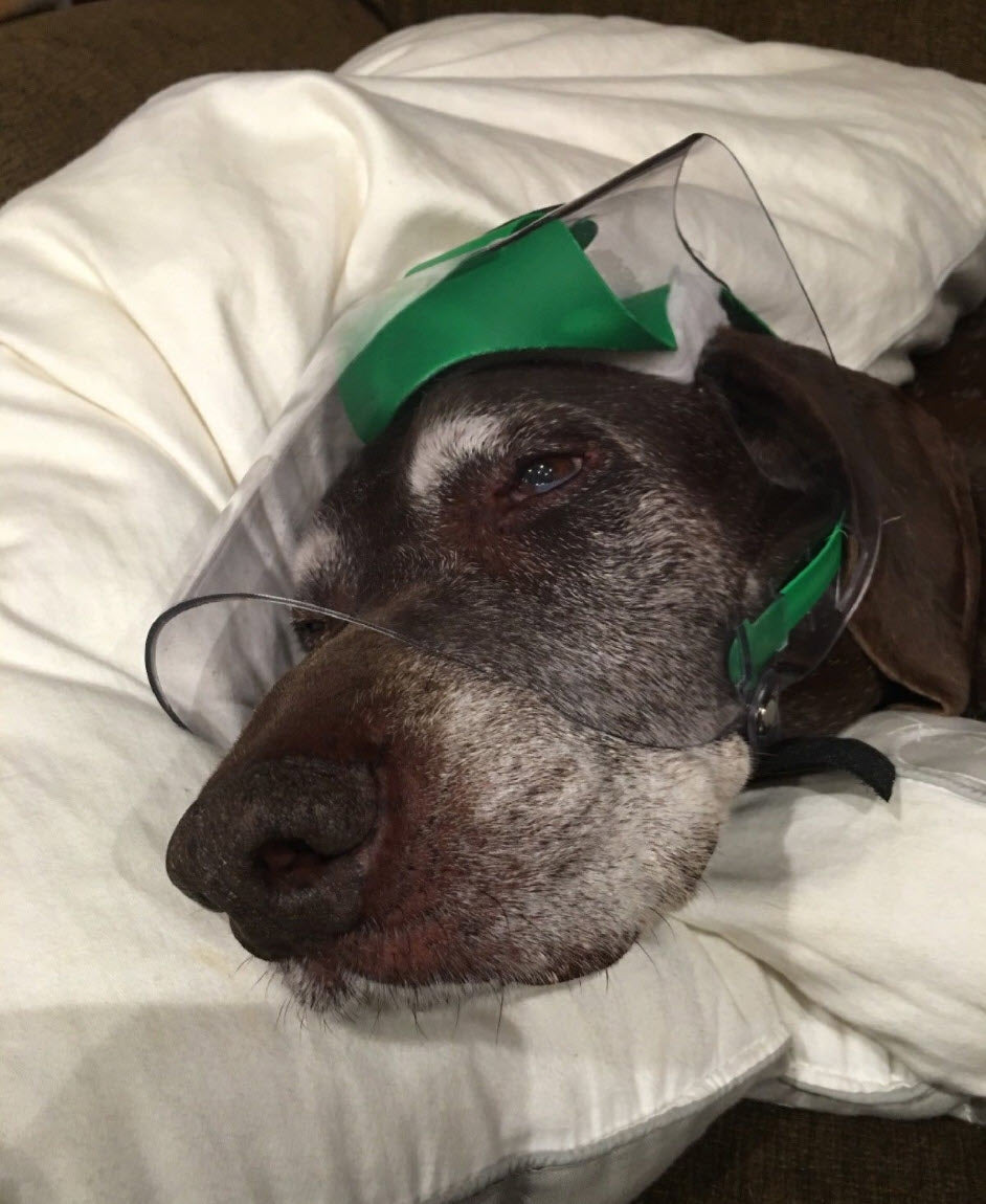 OptiVizor - Medium - Clear UV Tint