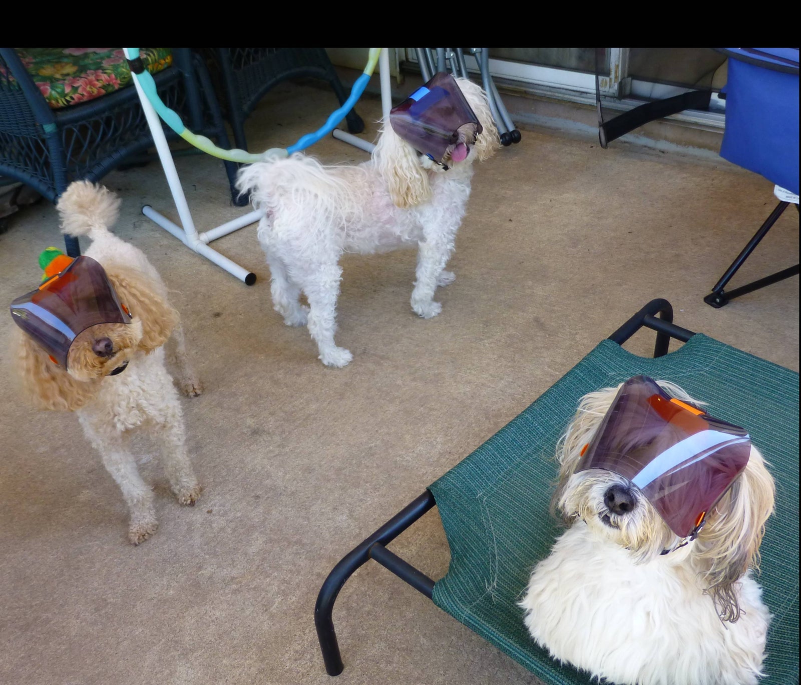 Triplets in Dark UV Tint Optivizors - Protective Pet Solutions