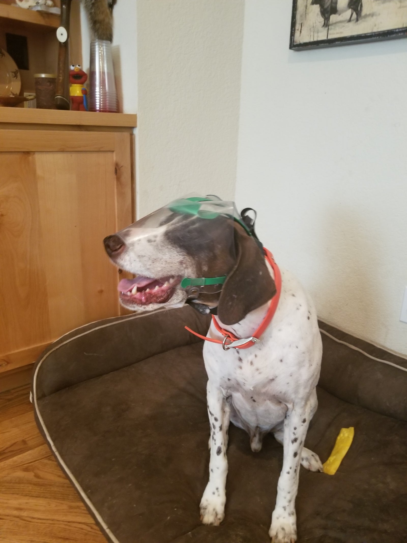 Woodrow in his OptiVizor