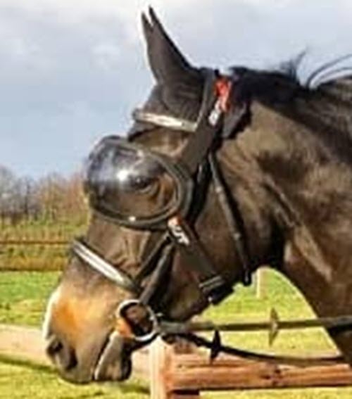 eVysor Active Horse UV Eye Protection